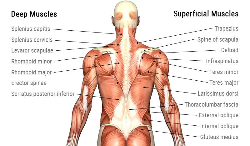 Back muscles diagram
