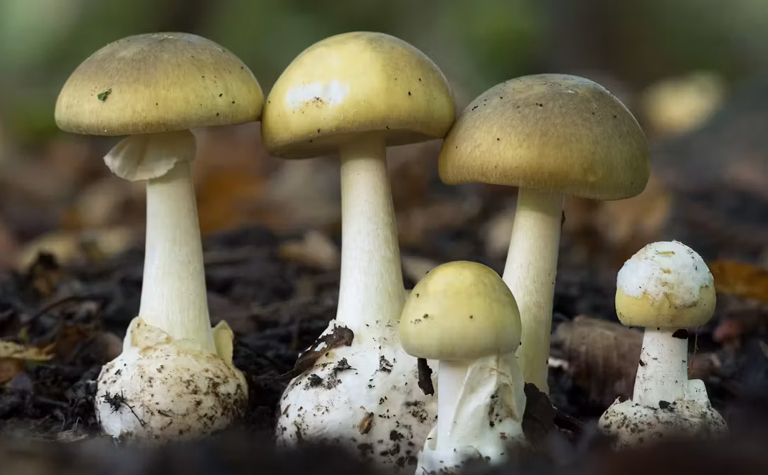 Everything you need to know about death cap mushrooms
