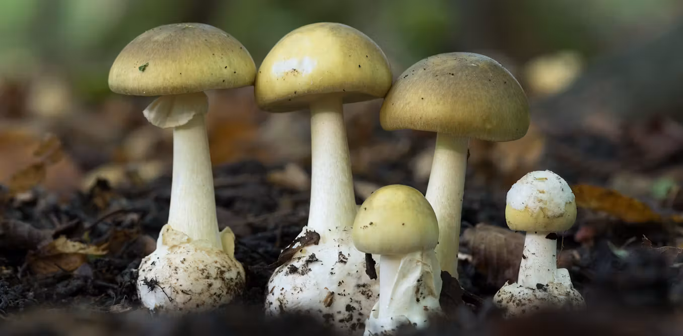 Everything you need to know about death cap mushrooms
