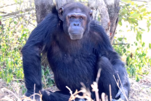 Chimpanzee