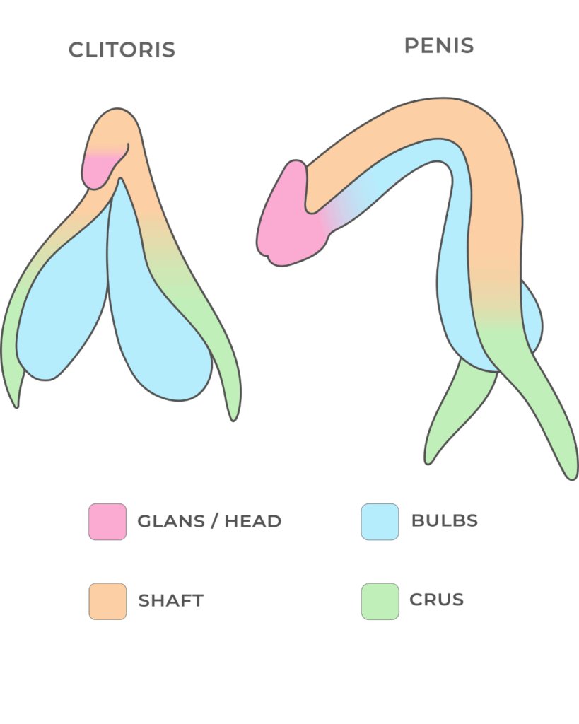 Clitoris